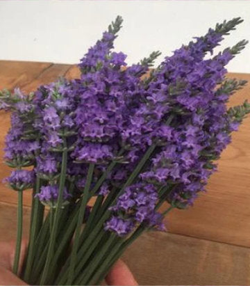 Lavandula x intermedia Sensational!® (Sensational!® Lavender)