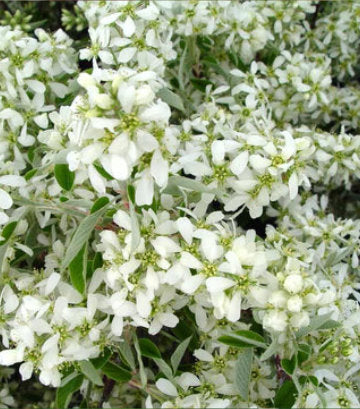 Amelanchier canadensis (Shadblow Serviceberry)