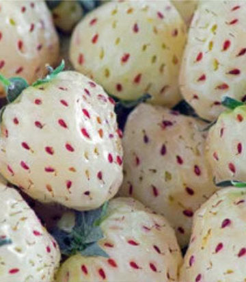 Strawberry 'White Carolina' (White Carolina Strawberry)