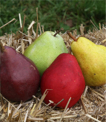 Pyrus 4-in-1 Combo Round (4-in-1 Fruiting Pear)