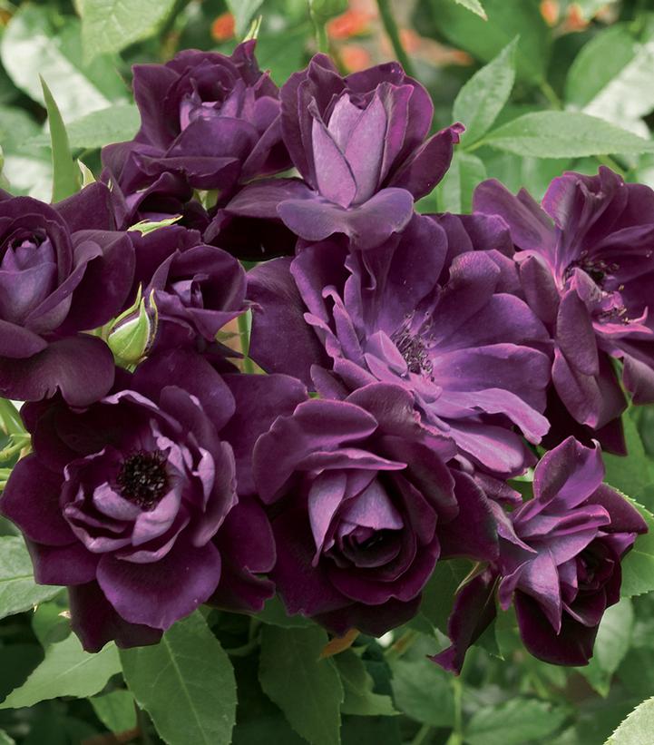 Rosa Burgundy Iceberg (Burgundy Iceberg Floribunda Rose)