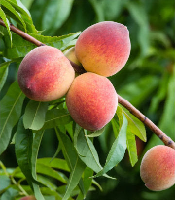 Prunus persica Canadian Harmony (Canadian Harmony Peach)