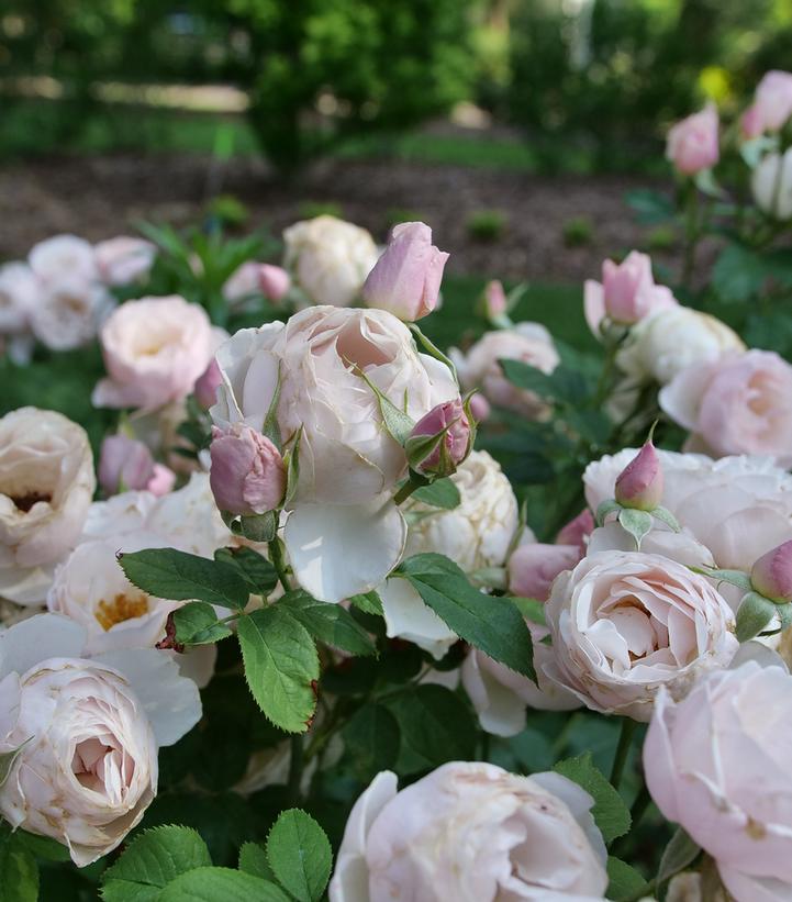 Rosa x Flavorette Pear'd™; (edible rose)