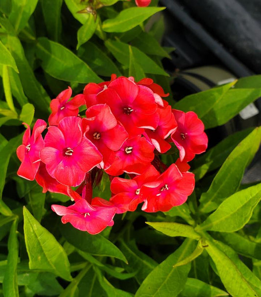 Phlox Volcano® Ruby (Volcano® Ruby Garden Phlox)