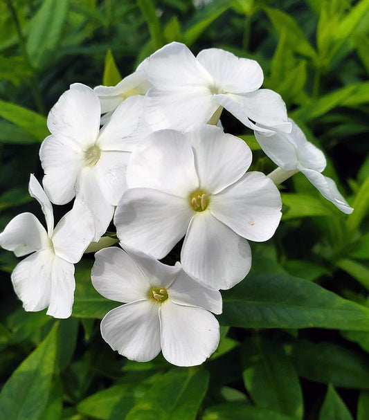 Phlox Volcano® White (Volcano® White Garden Phlox)