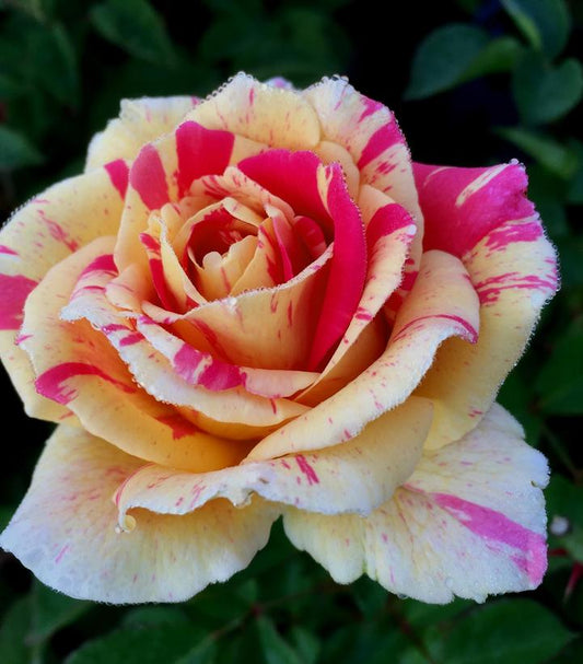 Rosa 'True Delight' (climbing rose)