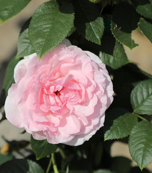 Rosa True Devotion (True Bloom™; True Devotion Climbing Rose)