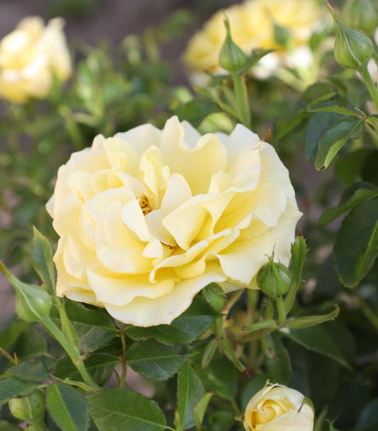 Rosa True Darling (True Bloom™; True Darling Floribunda Rose)