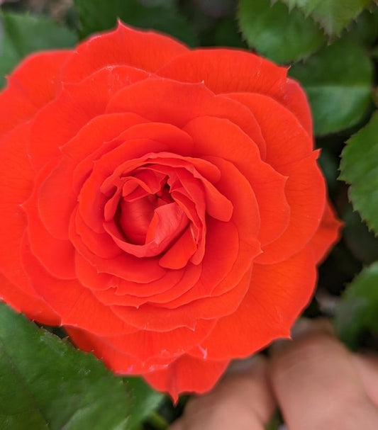 Rosa True Crush (True Bloom™; True Crush Rose)