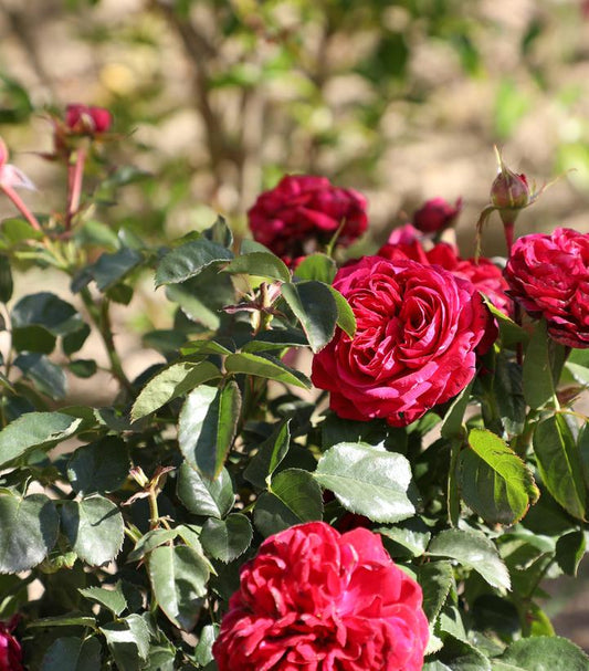 Rosa True Endearment (True Bloom™; True Endearment Rose)