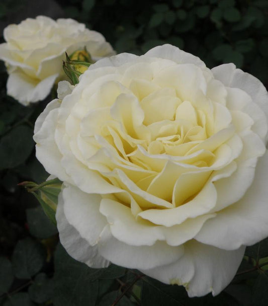 Rosa True Kindness (True Bloom™; True Kindness Hybrid Tea Rose)