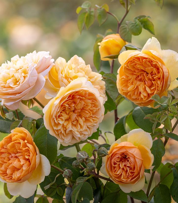 Rosa 'Bring Me Sunshine' (English shrub rose)