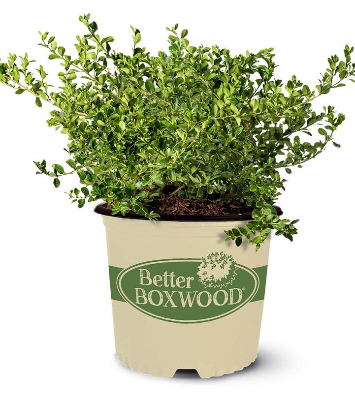 Buxus Babylon Beauty™; (boxwood)