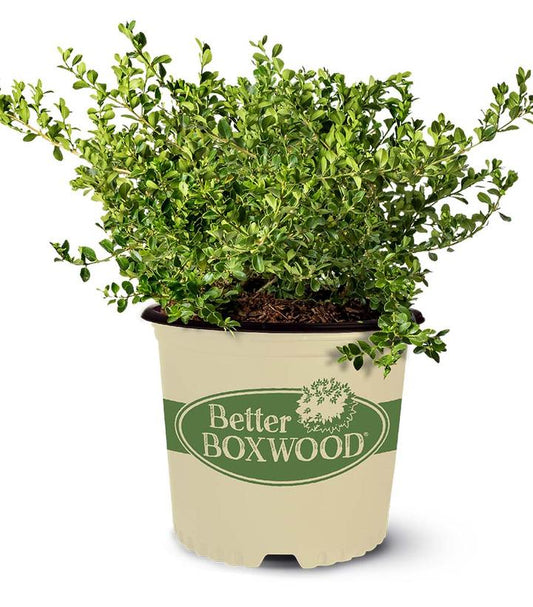 Buxus Babylon Beauty™; (boxwood)