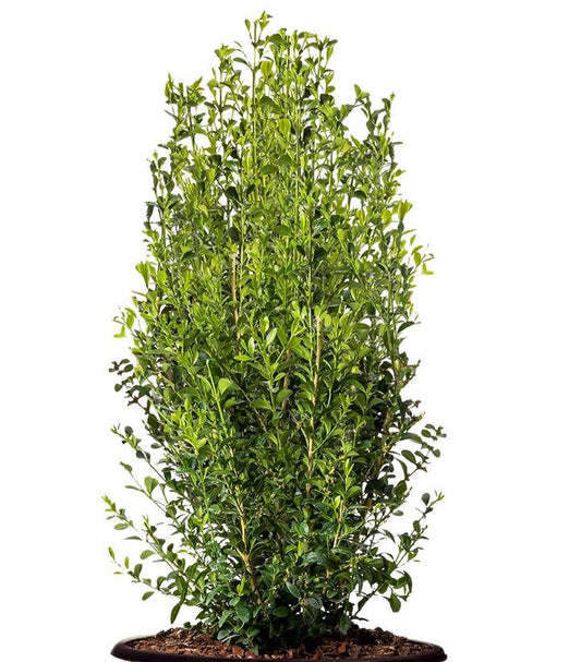 Buxus Heritage™; (boxwood)