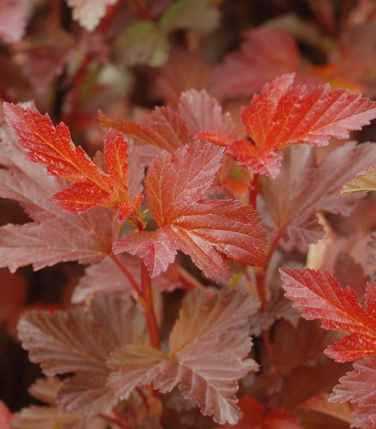 Physocarpus Center Glow (Center Glow Ninebark)
