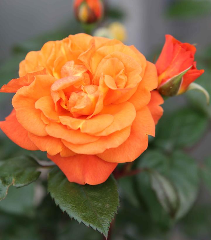 Rosa Flower Carpet® Orange (Flower Carpet® Orange Shrub Rose)