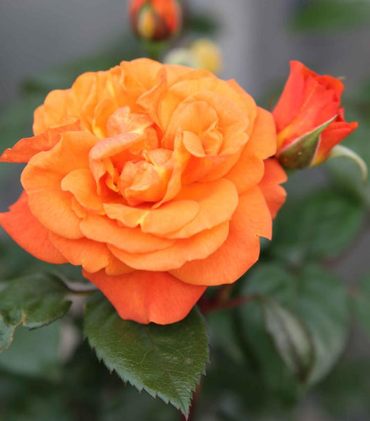 Rosa Flower Carpet® Orange (Flower Carpet® Orange Shrub Rose)