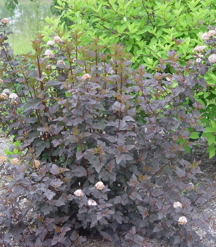 Physocarpus opulifolius Diabolo (Diabolo Ninebark)