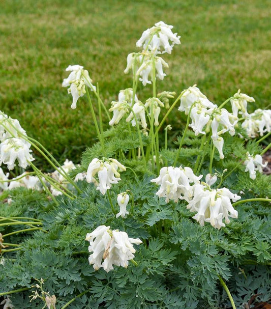 Dicentra hybrid 'White Diamonds' (fern-leaved bleeding heart)