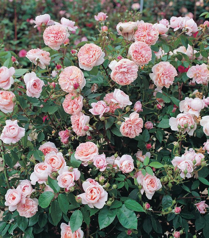 Rosa ColetteRosa Crimson Bouquet; (climbing rose)