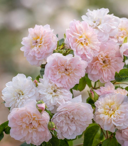 Rosa Elizabeth® (English shrub rose)