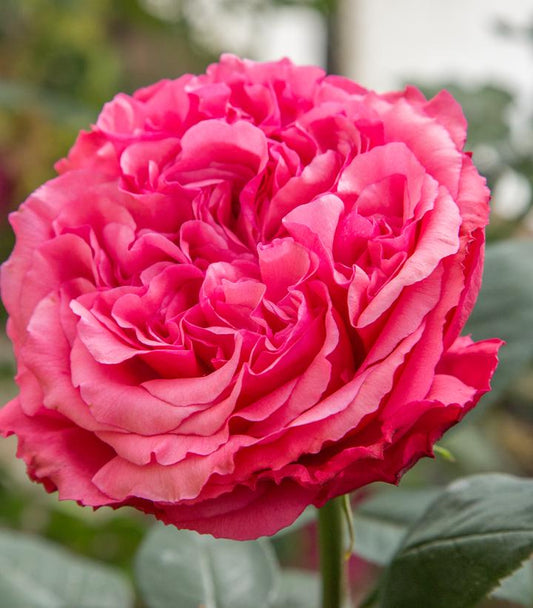 Rosa Loves Me, Loves Me Not™; (hybrid tea rose)