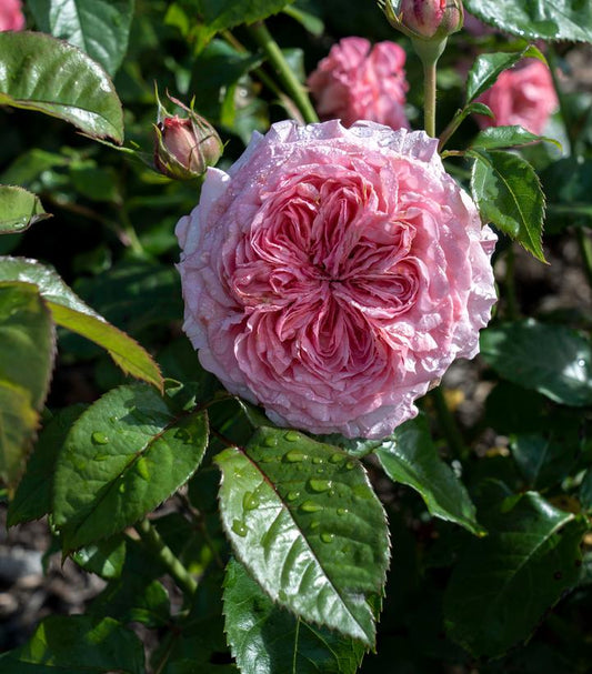 Rosa Romantica® Ball Gown™; (hybrid tea rose)