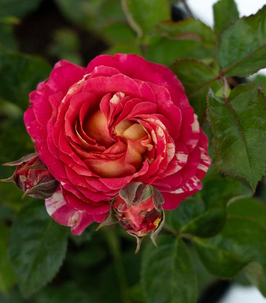 Rosa Winning Streak™; (floribunda rose)