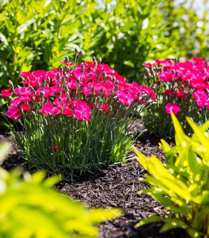 Dianthus Glamour Time™; (carnation)