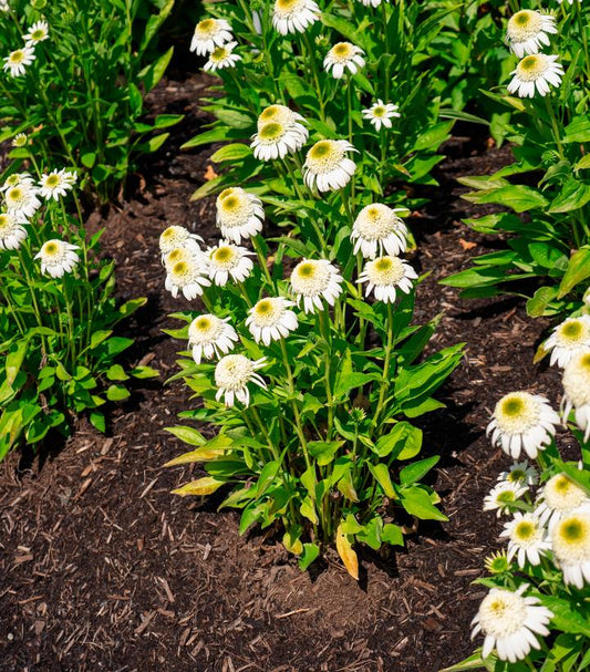 Echinacea purpurea Vanilla Drip™; (coneflower)