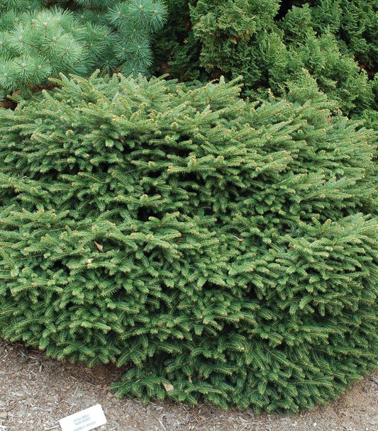 Picea abies Nidiformis (Birds Nest Spruce)