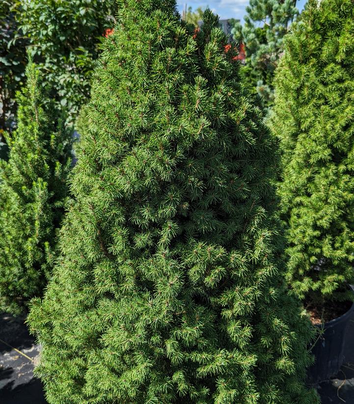 Picea glauca 'Conica' (Dwarf Alberta Spruce)