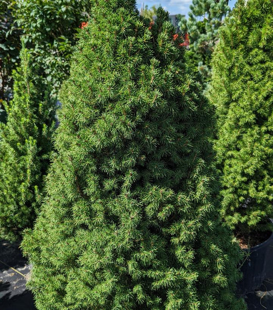 Picea glauca 'Conica' (Dwarf Alberta Spruce)