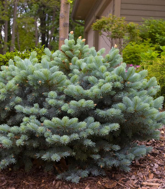 Picea pungens glauca 'Globosa' (Globe Blue Spruce)