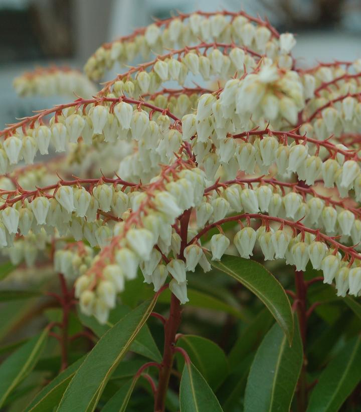 Pieris jap. Brouwers Beauty (Brouwers Beauty Andromeda)