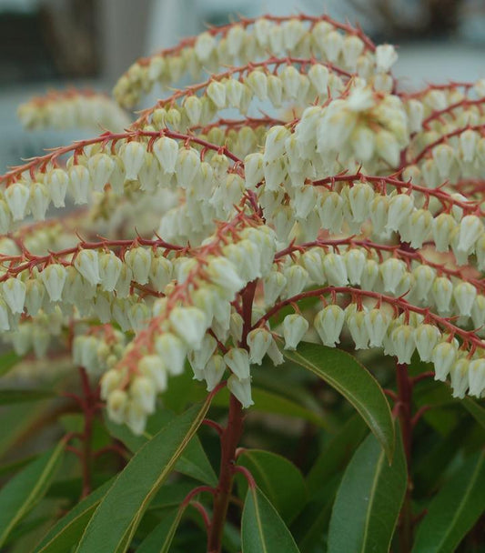 Pieris jap. Brouwers Beauty (Brouwers Beauty Andromeda)