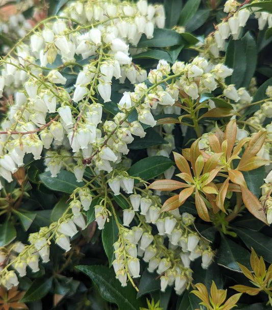 Pieris jap. Compacta (Compact Japanese Andromeda)