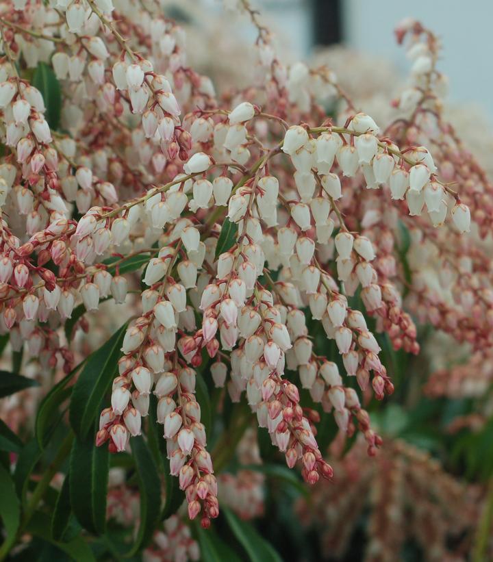 Pieris jap. 'Dorothy Wycoff' (Dorothy Wycoff Andromeda)