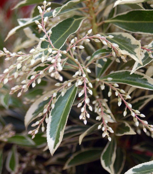 Pieris jap. Flaming Silver (Flaming Silver Andromeda)