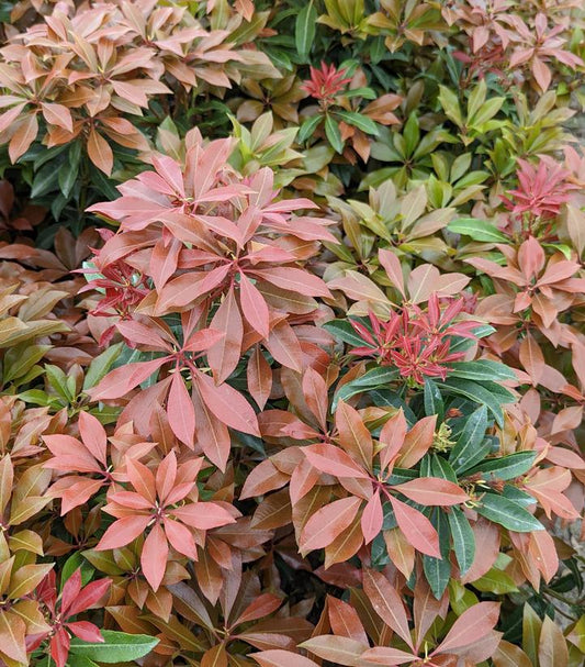 Pieris jap. 'Mountain Fire' (Mountain Fire Andromeda)