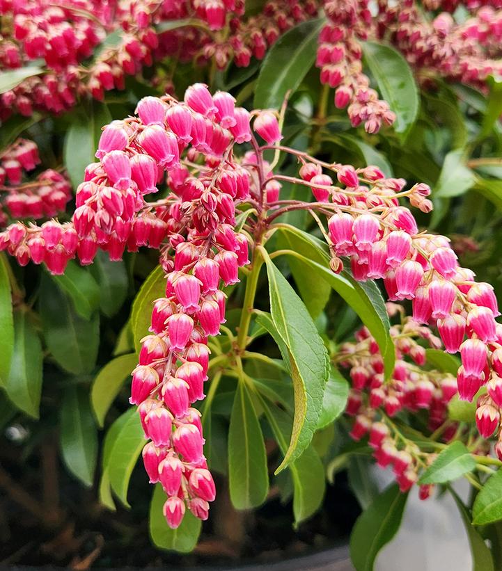 Pieris jap. Passion Party™; 'Passion' (Passion Andromeda)
