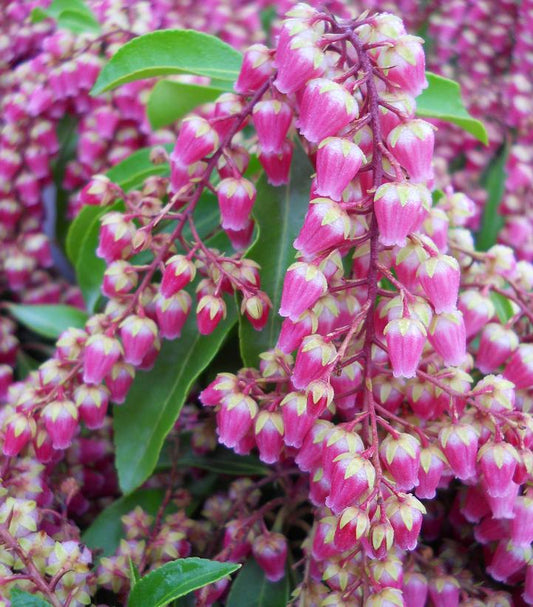Pieris jap. Valley Valentine (Valley Valentine Japanese Andromeda)