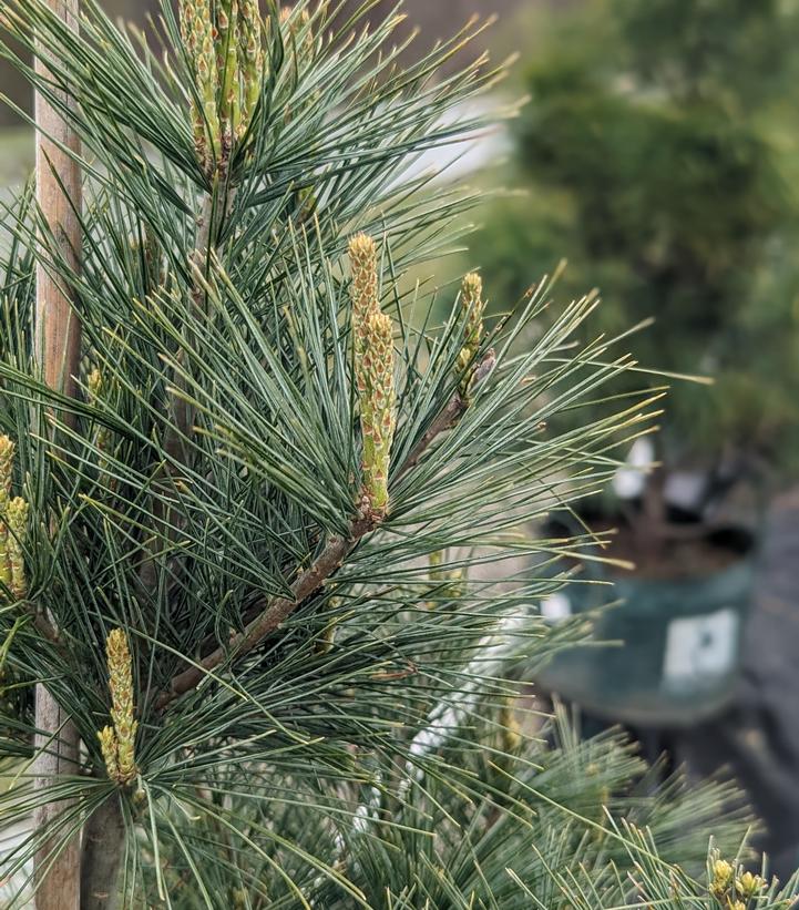 Pinus strobus (Eastern White Pine)