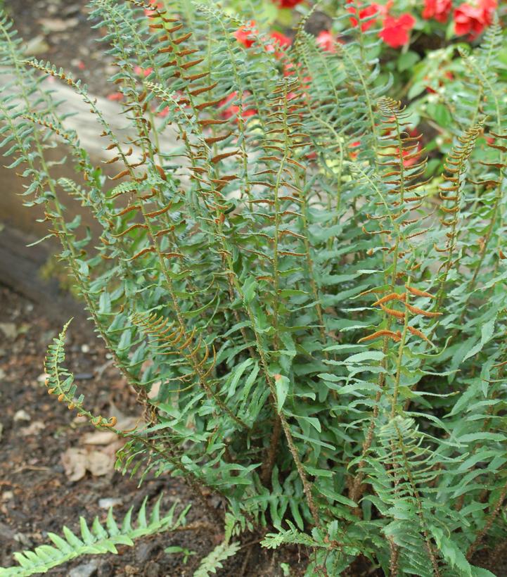 Polystichum acrostichoides (Christmas Fern)