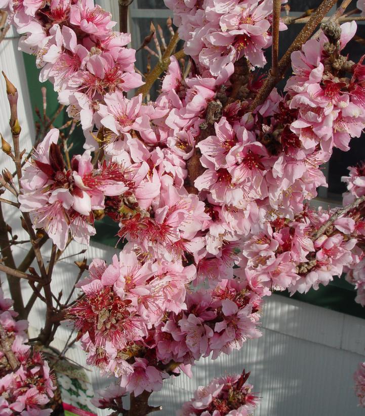 Prunus X Bonfire - Miniature (Bonfire Miniature Peach)