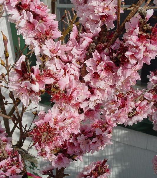 Prunus X Bonfire - Miniature (Bonfire Miniature Peach)