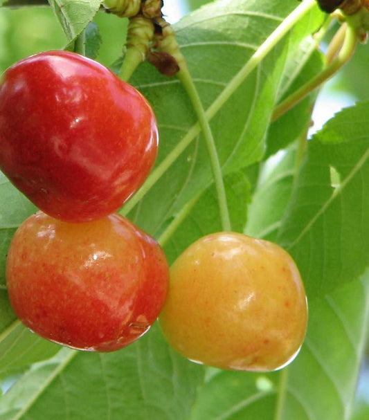 Prunus Rainier (Rainier Sweet Cherry)