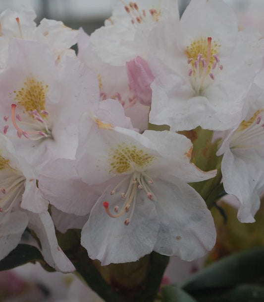 Rhododendron cat. Album (Album Rhododendron)