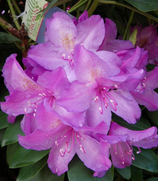 Rhododendron cat. Boursault (Boursault Rhododendron)